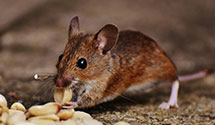 24 Hour & Emergency Exterminators in Star City, WV